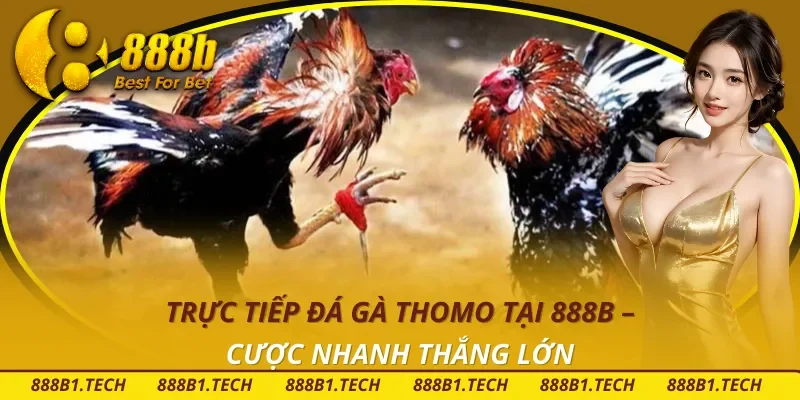 Trực Tiếp Đá Gà Thomo